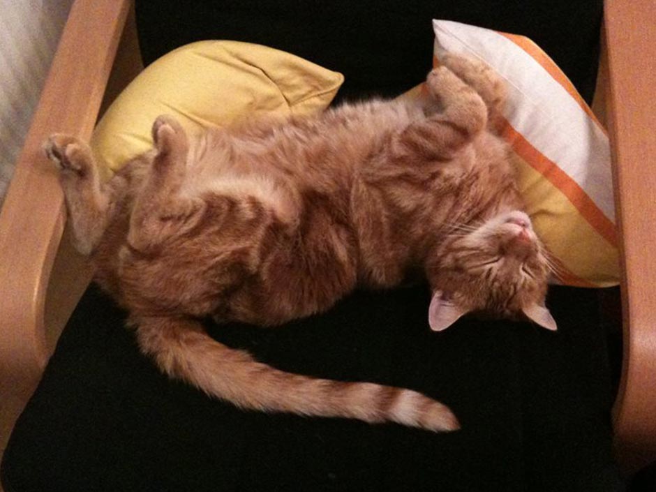 Kater Garfield schläft auf einem Stuhl.