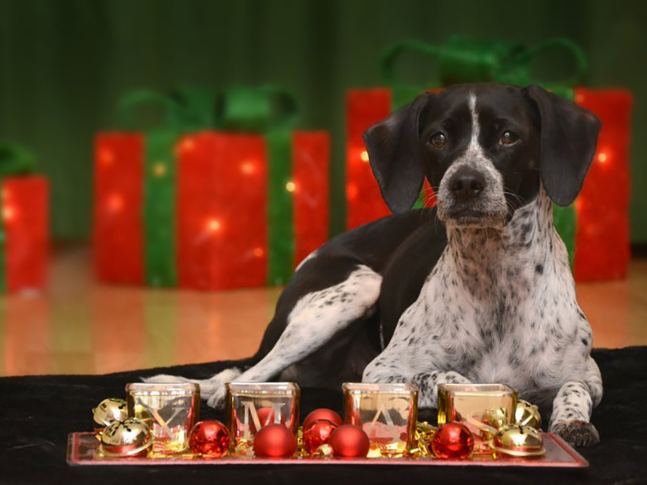 Hund mit Weihnachtsdekoration