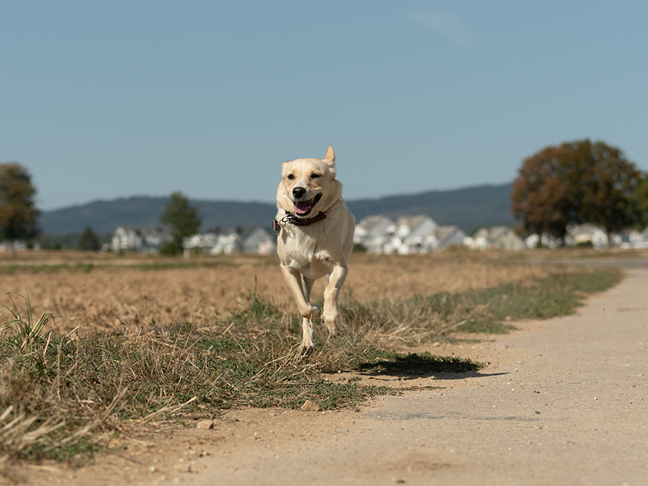 Hund Nika rennt zum Halter. 