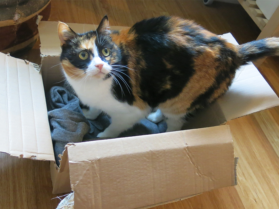 Der Inhalt ist zweitrangig, Katzen lieben vor allem den Karton selbst.