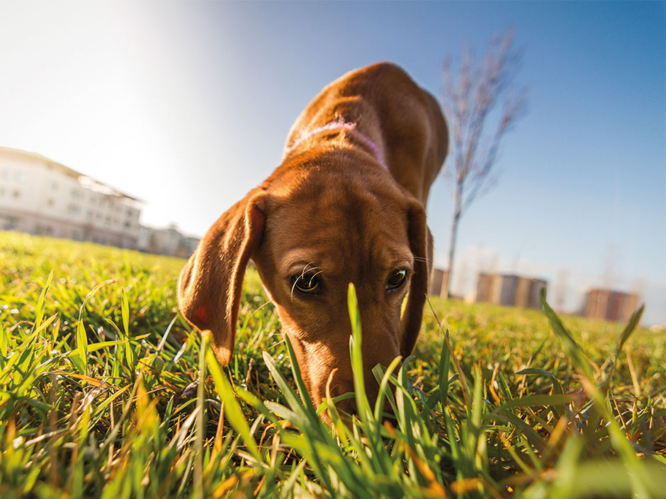 Ein brauner Hund schnüffelt im Gras.