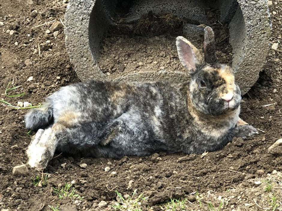 Kaninchen liegt entspannt in der Erde.
