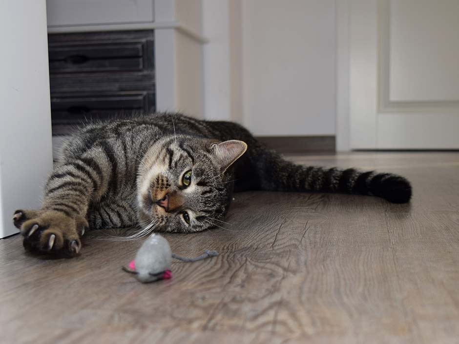 Katze mit Krallen spielt auf dem Boden. © Flensshot/Pixabay