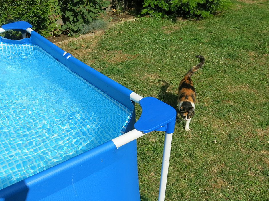 Katze neben einem Pool im Garten.