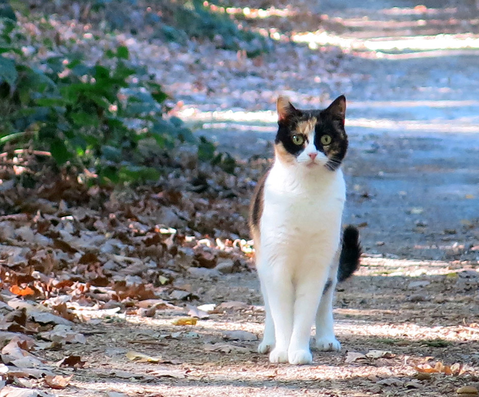 Eine dreifarbige Katze im Wald.