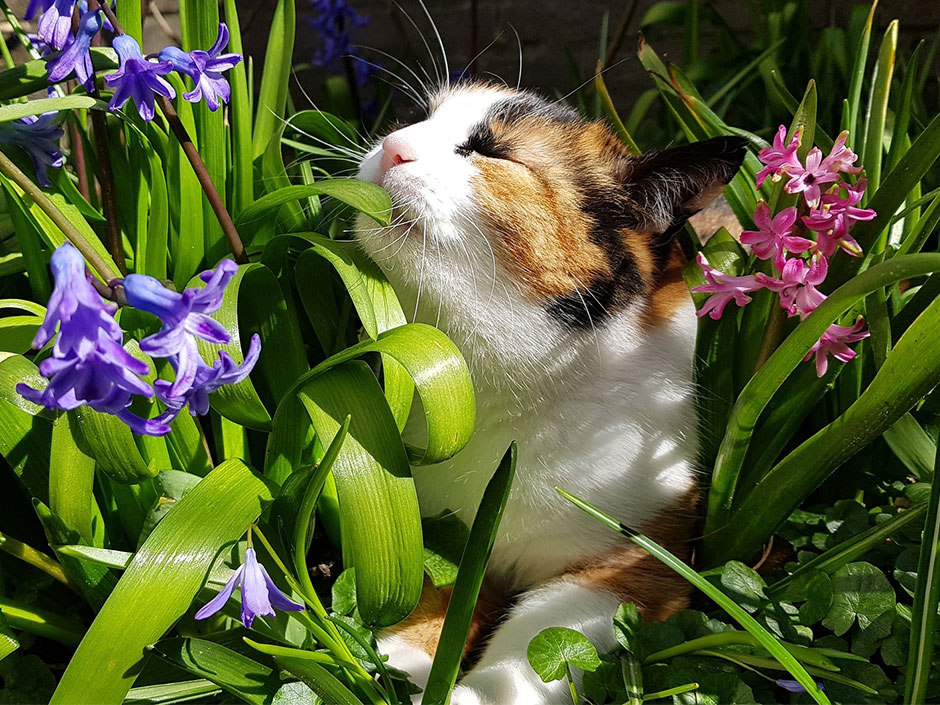 Eine dreifarbige Katze im Blumenbeet.