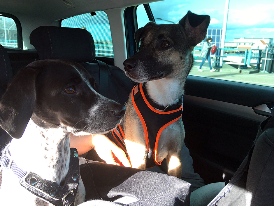 Zwei Hund sitzen im Auto auf der Rückbank