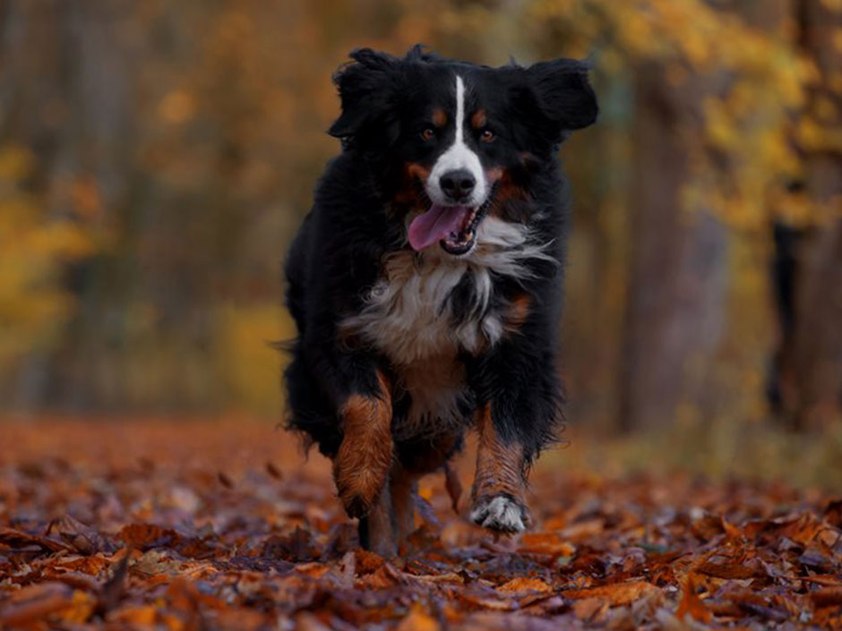 Berner Sennenhund tobt im Herbstlaub.