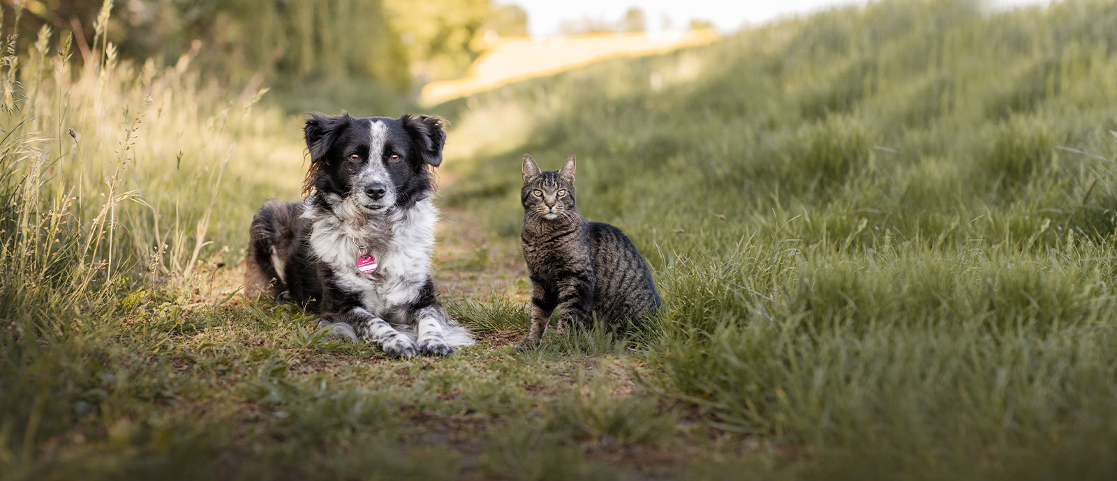 Imagebild von Hund und Katze auf einer Wiese.