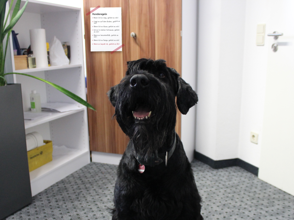 Ein schwarzer Hund im Büro
