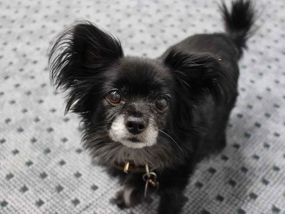 Ein alter und schwarzer Chihuahua-Mischling.