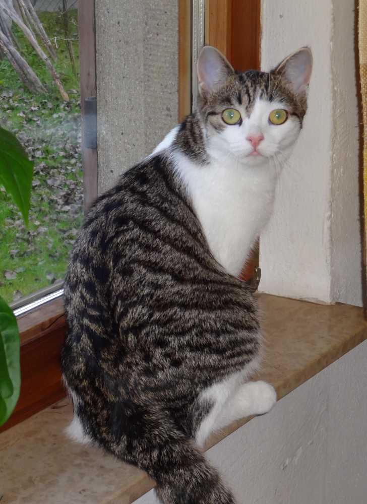 MOODY in 78465 Konstanz, Konstanzer Str.