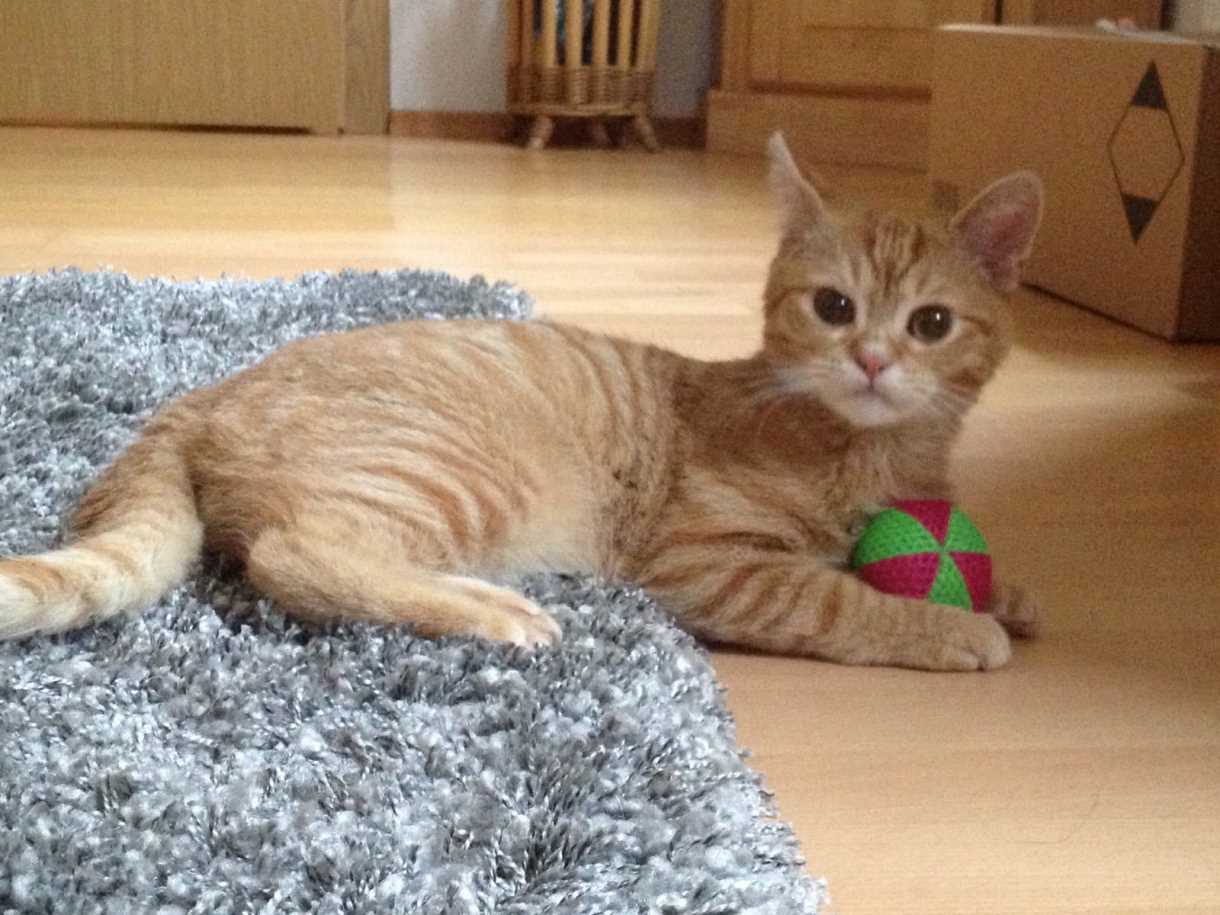 BENJI in 95448 Bayreuth, Grüner Baum