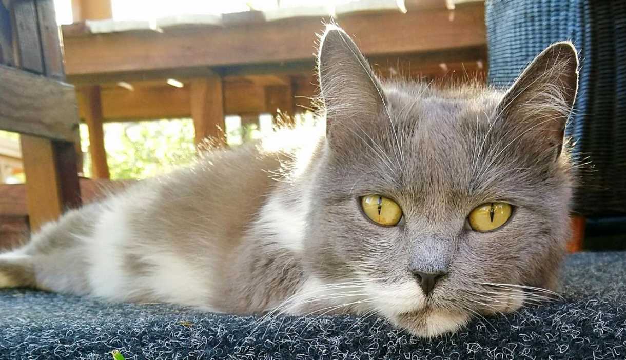 Katze Entlaufen Kiel