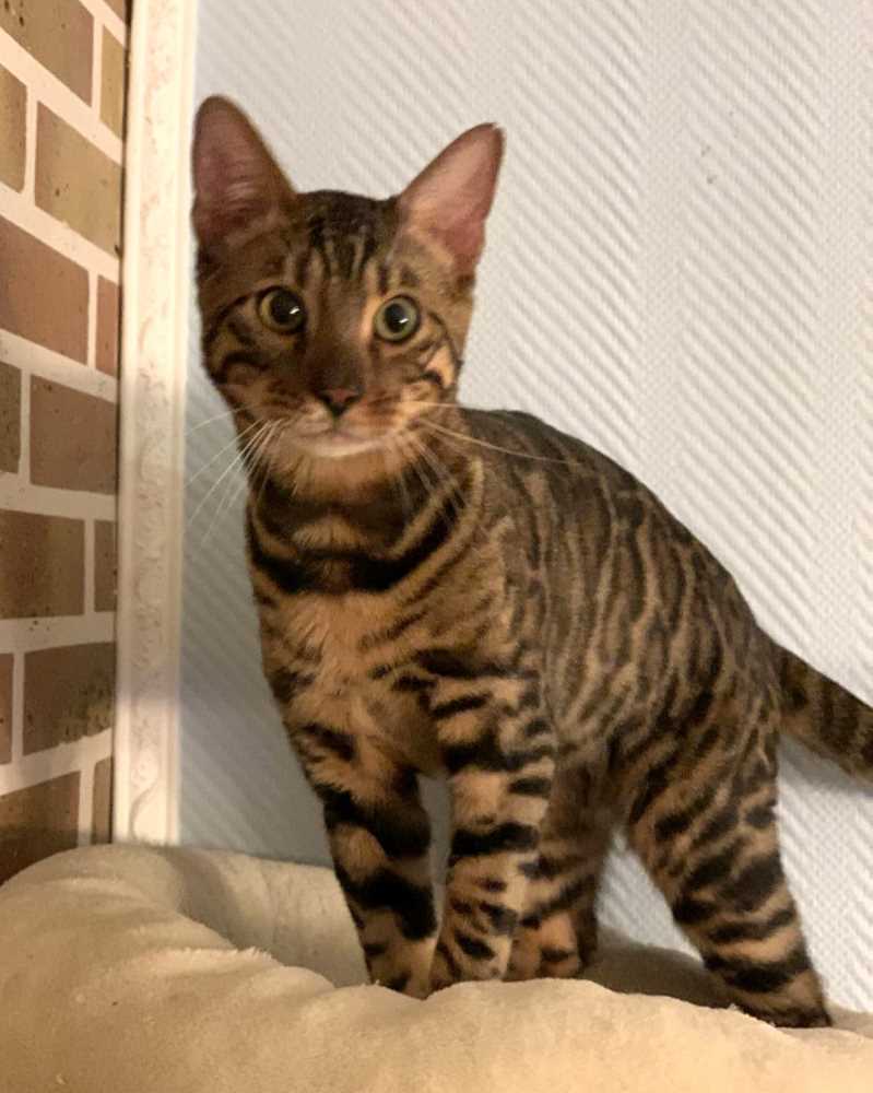 Tasso Suche In 45329 Essen Tiger Kamelton