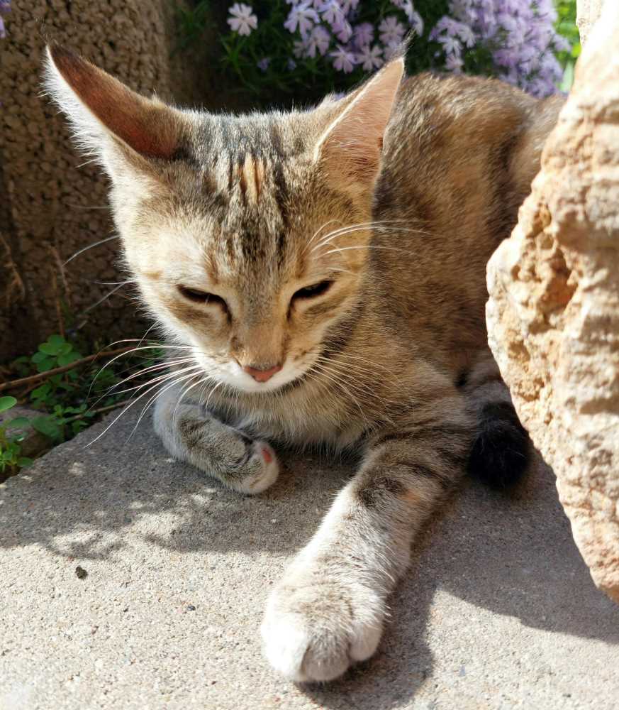 JESSY in 91487 Vestenbergsgreuth, Oberwinterbach