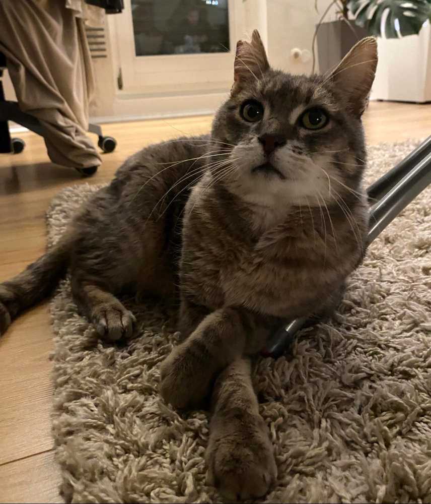 MERLIN in 74933 Neidenstein, Ringstr.