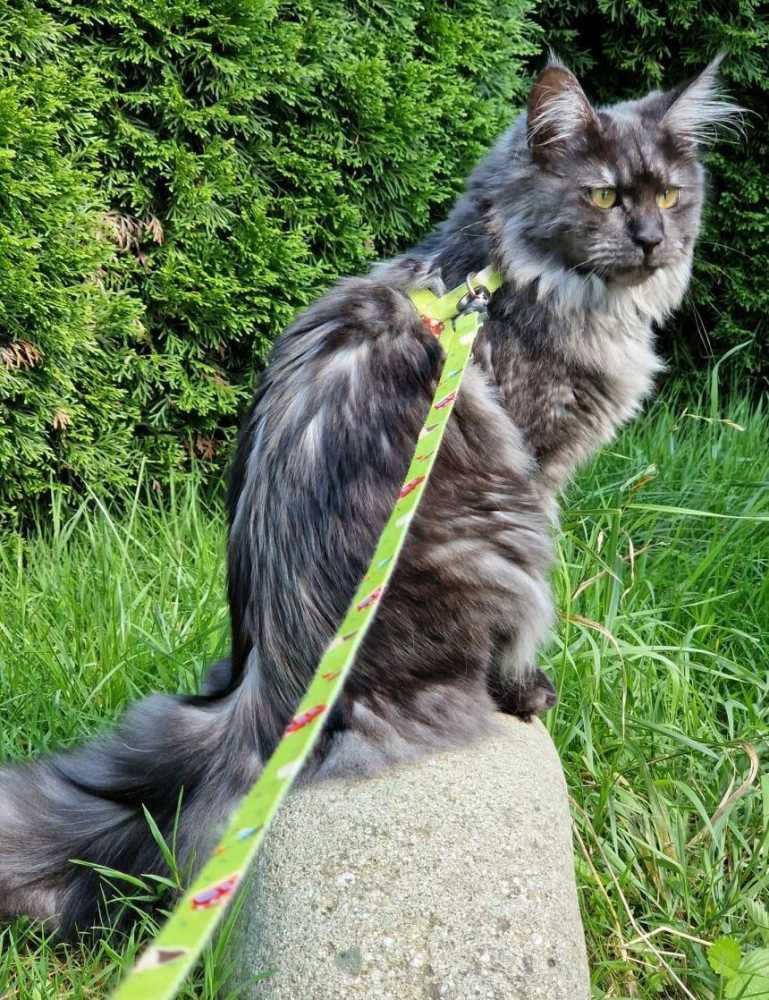 MIMI in 88471 Laupheim, Kastanienweg