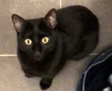 Katze Vermisst Pinneberg