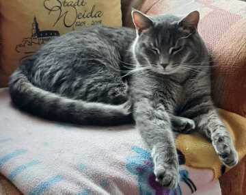 TASSO-Suche: MONTY in 07570 Weida