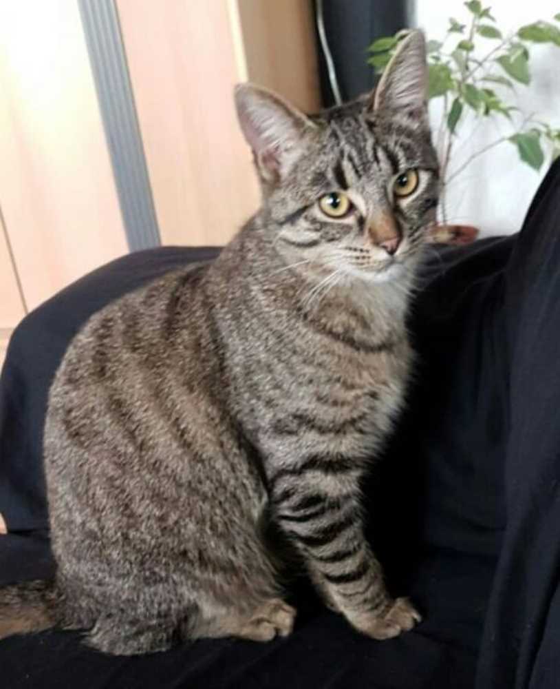 Tasso Suche In 66280 Sulzbach Saar Simba