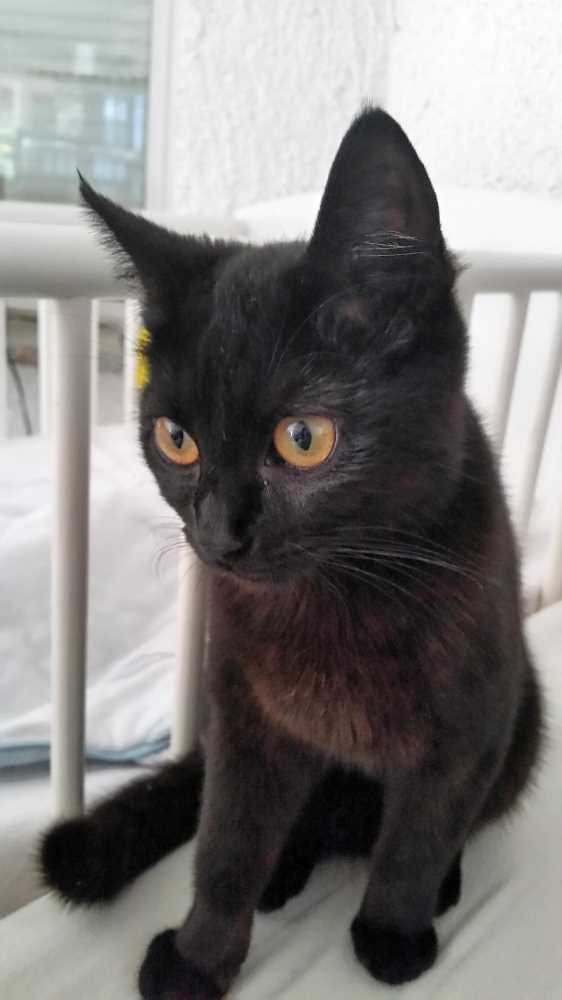 Vermisste Katzen Wuppertal