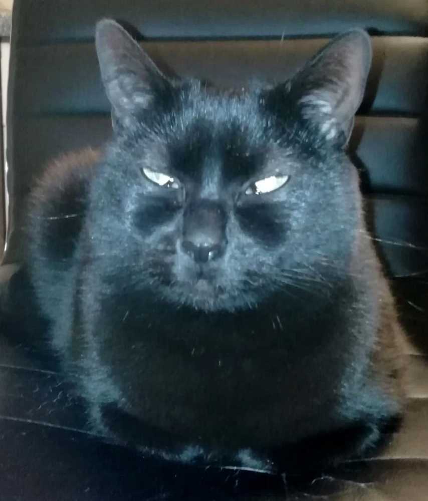 Suche Katze Dortmund