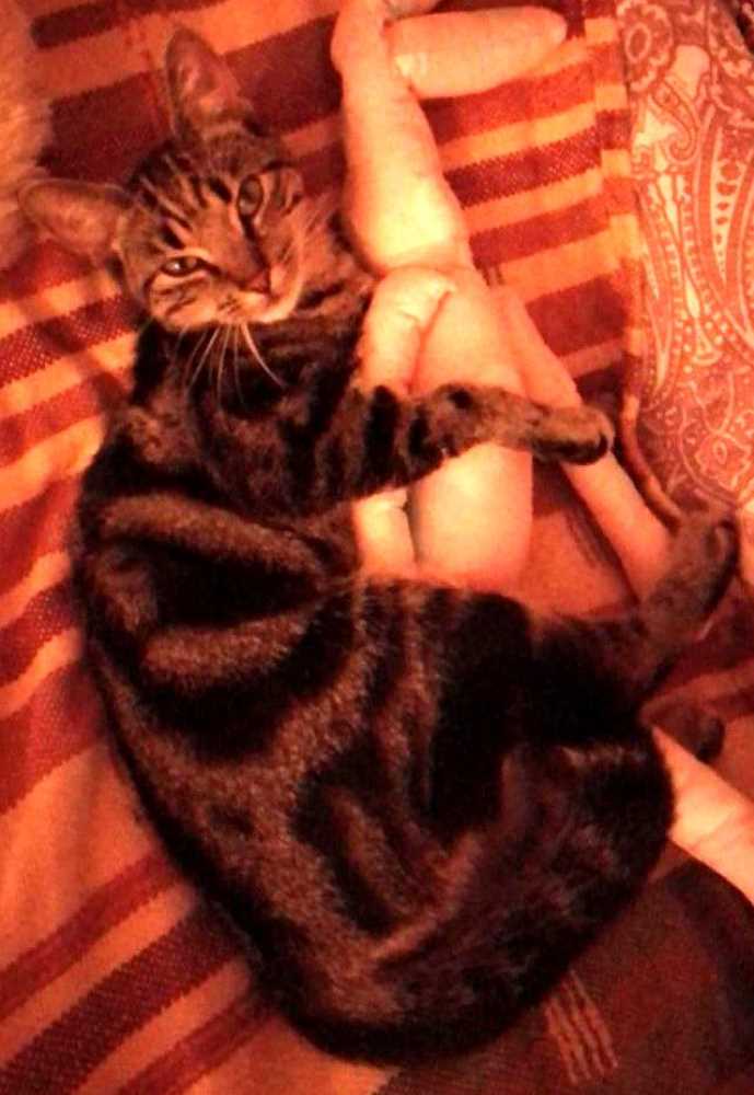 tasso-suche-in-28325-bremen-bella