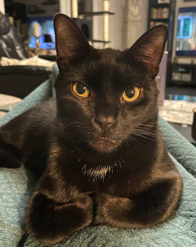 TASSO-Suche in 23909 Ratzeburg: EDDY