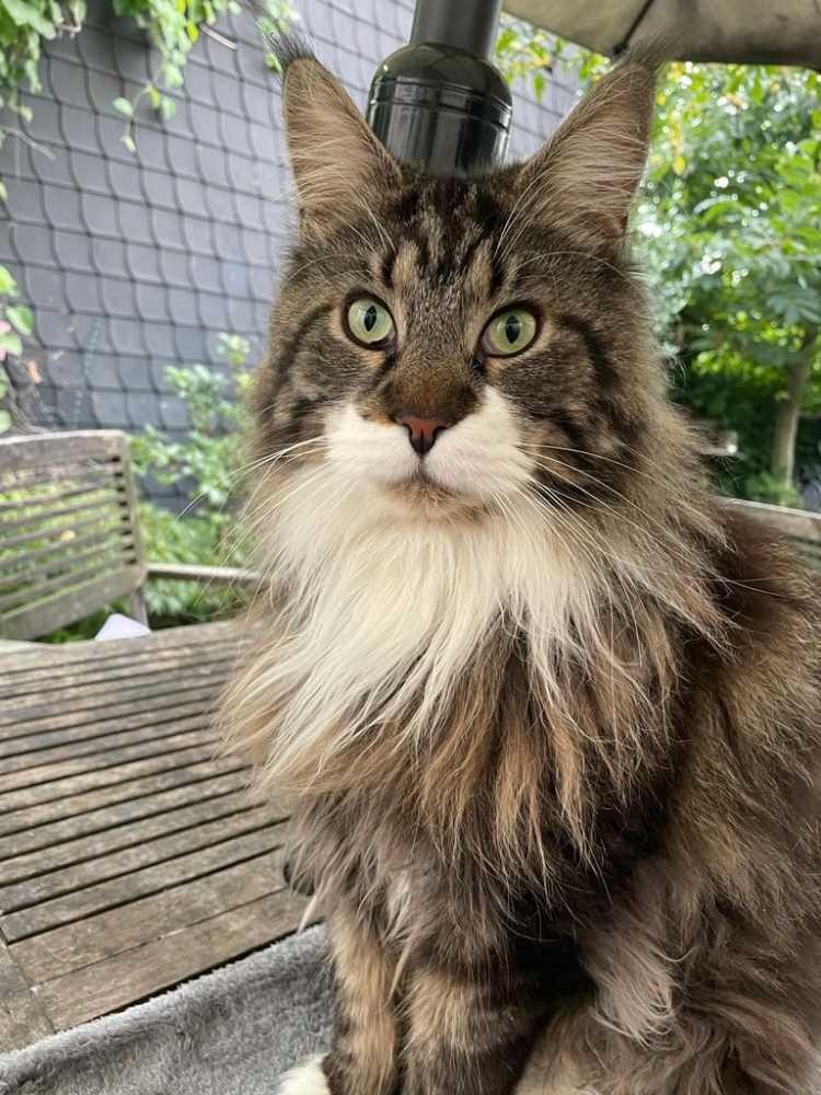 TASSO-Suche in 51427 Bergisch Gladbach: SYLVESTER