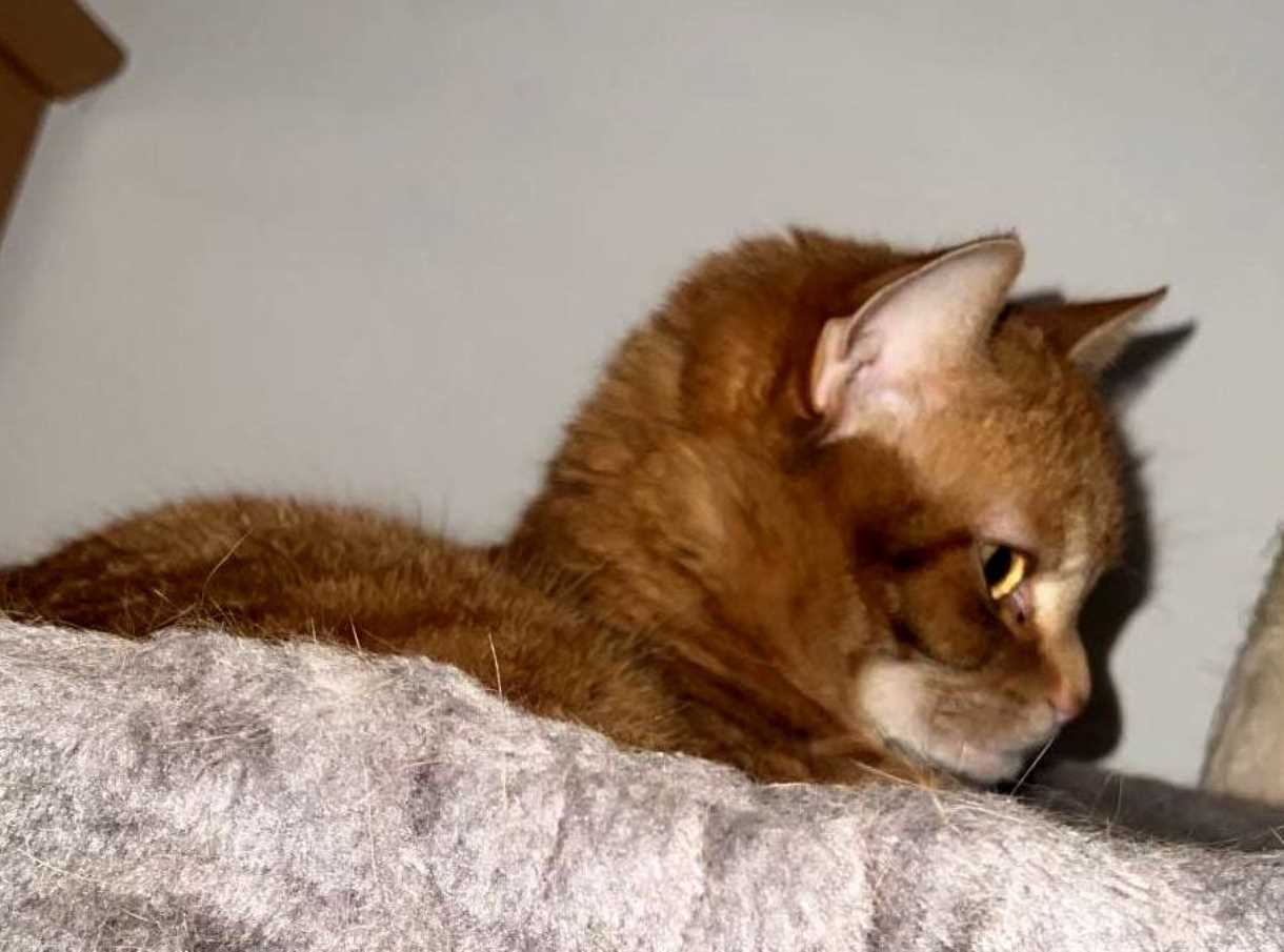 TASSO-Suche in 38871 Ilsenburg (Harz): MIA