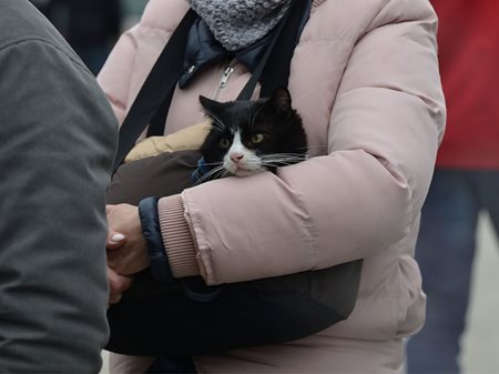 Frau mit Katze auf Arm.
