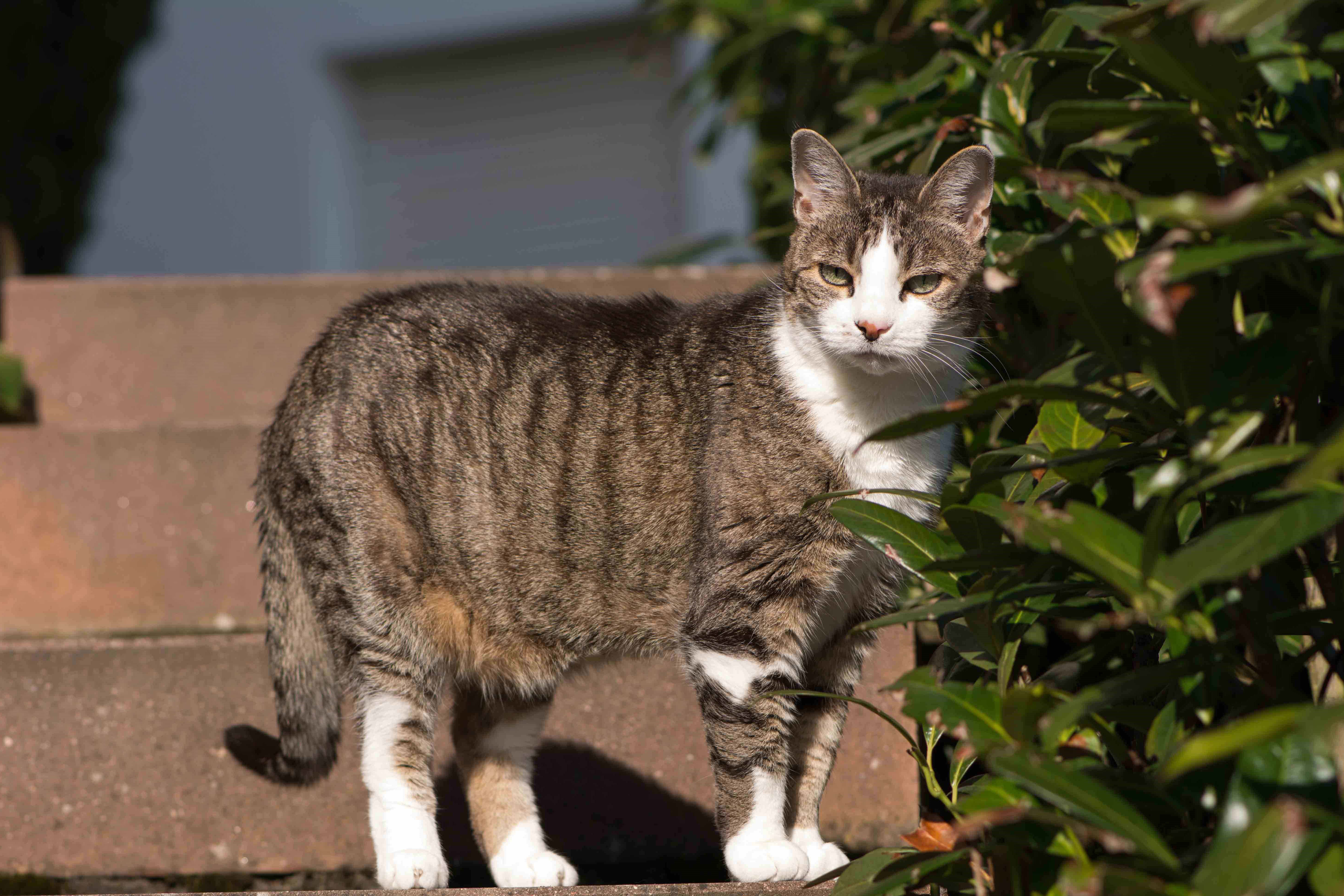 Katzenschreck - So werdet ihr fremde Katzen los