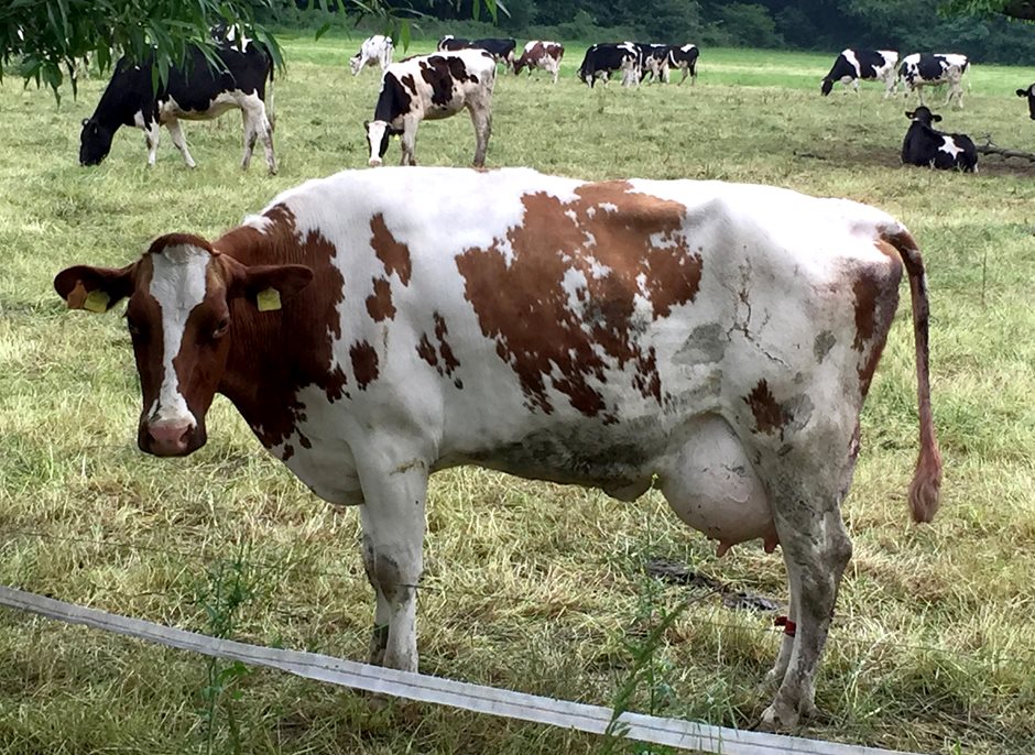Eine Kuh mit prall gefülltem Euter steht auf der Weide.