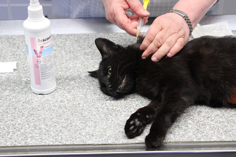 Einer Katze wird ein Transponder von einem Tierarzt gesetzt.