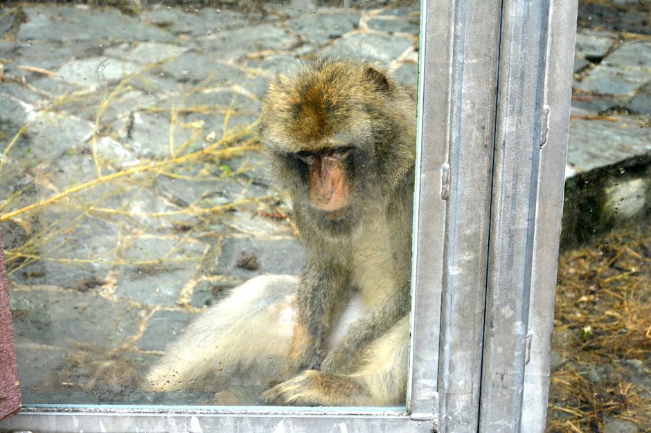 Ein Affe hinter Glas