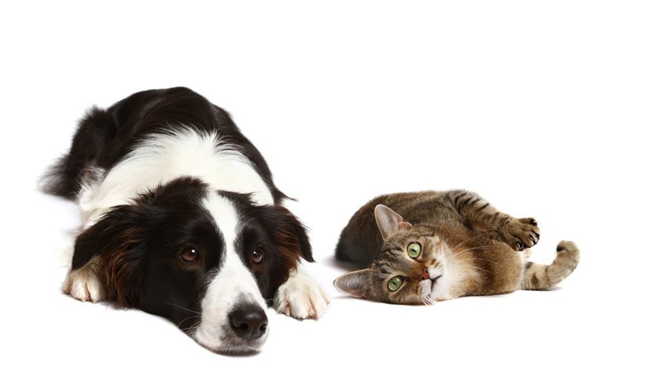 Ein Hund und eine Katze liegen nebeneinander.