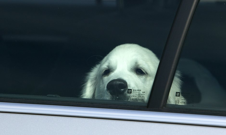 Hund im heißen Auto.
