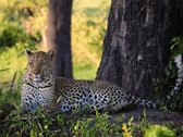 Ein Leopard liegt im Schatten eines Baumes