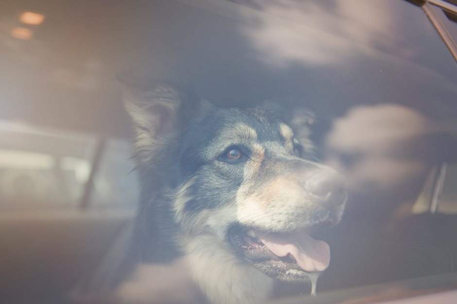 Wie im Backofen: Bei warmen Temperaturen dürfen Hunde nicht im Auto zurückgelassen werden. 