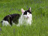 Eine Katze liegt in einer Wiese