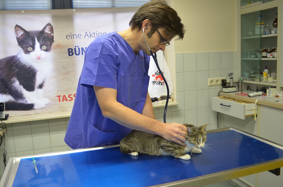 Tierarzt untersucht eine Katze
