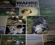 Wahre Freunde findest Du im Tierschutz 



