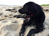 Hund liegt am Strand