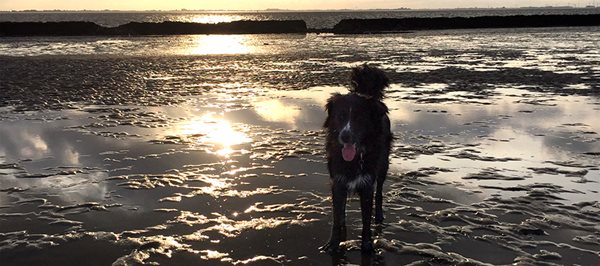 Ein schwarzer Hund am Strand