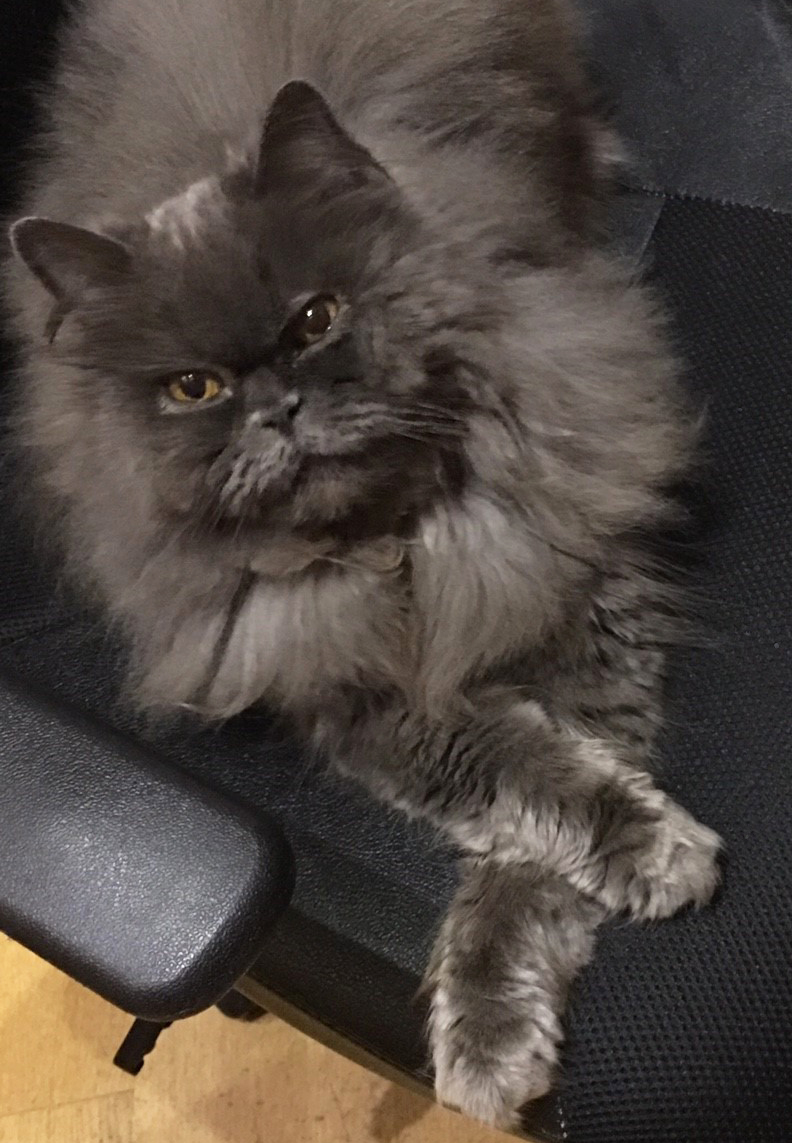 nach funf jahren ist perser mix dame pebbles wieder bei ihrer familie tasso