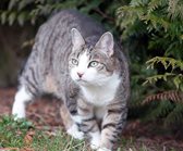 Eine Katze in einem Garten