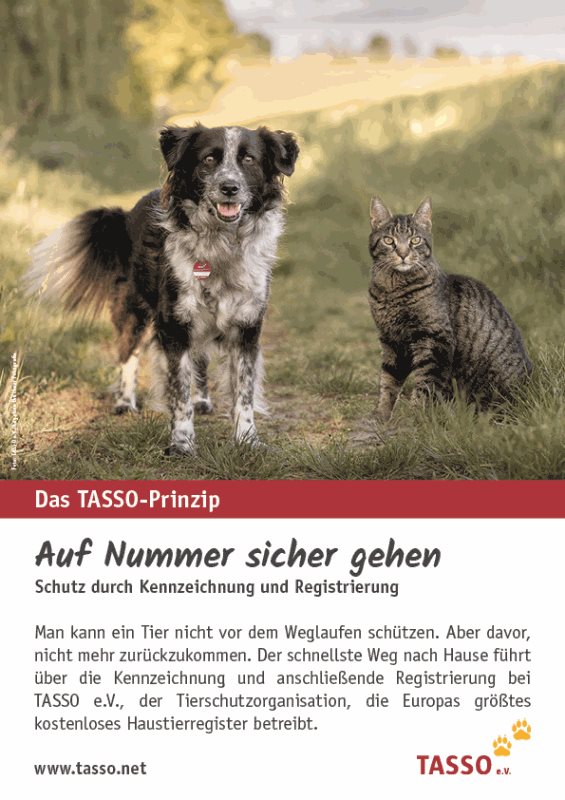 Plakat Hund und Katze (DIN A4)