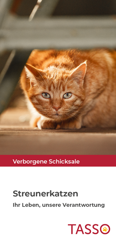 „Streunerkatzen“ Flyer
