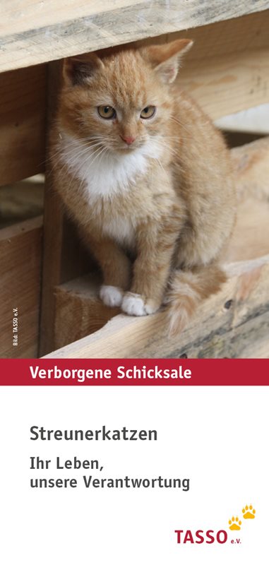 „Streunerkatzen“ Flyer